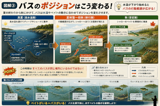 夏から秋への移行期に変化するバスのポジションを解説した図解