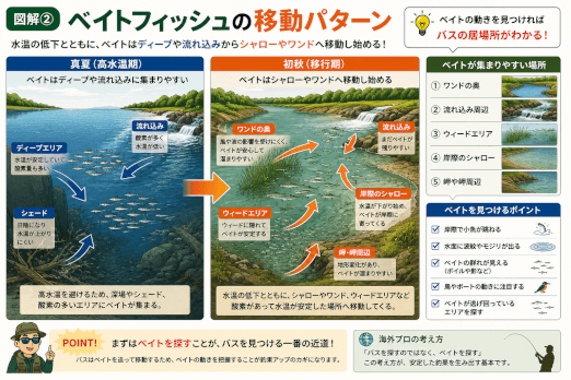夏から秋にベイトフィッシュが移動し、それを追うバスの行動を解説した図解
